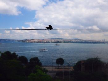 Silhouette birds perching on cable by sea against sky