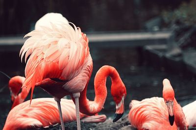 Close-up of flamingo