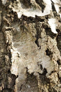 Full frame shot of tree trunk