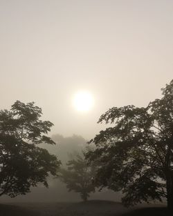Low angle view of silhouette trees against sky during sunset
