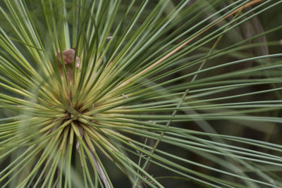 Close-up of palm leaf