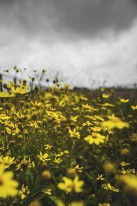 Close-up of yellow flowering plants on field against sky