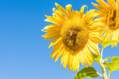 Close-up of bee on sunflower