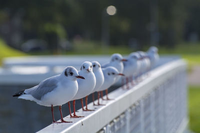 Close-up of seagull perching on railing