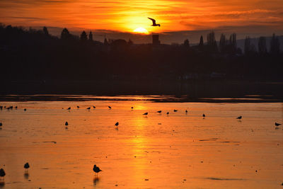 Birds flying over beach during sunset