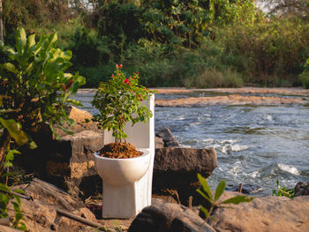 Potted plants on rock against trees