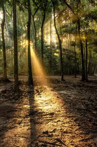 Sunlight streaming through trees in forest