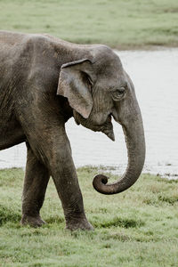 Side view of elephant on field