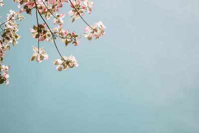 Low angle view of cherry blossoms against sky