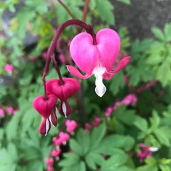 Close-up of pink flowers blooming outdoors