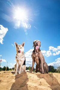 Portrait of dog sitting on land against sky