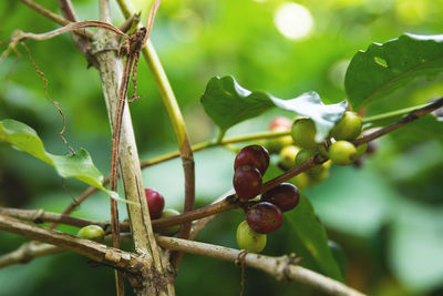 Coffee beans on the bush at plantation