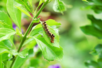 Caterpillar on leaf