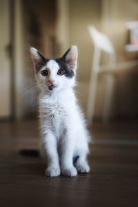 Close-up of cat sitting on floor at home