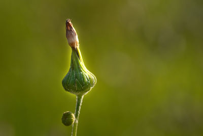 Close-up of flower bud