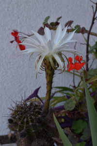 Close-up of white flowering plant against wall