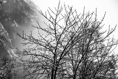 Low angle view of bare tree against sky