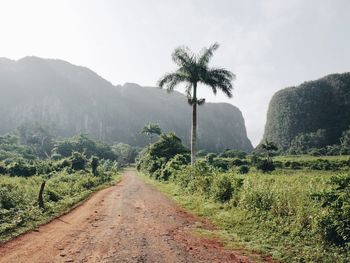 Dirt road amidst trees and mountains against sky