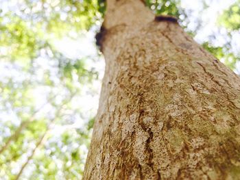 Close-up of tree trunk