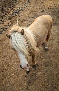 animal