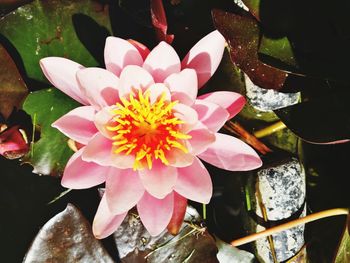 Close-up of pink flowers blooming outdoors