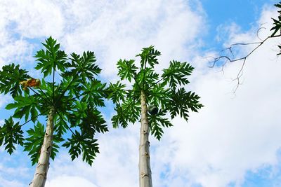 Low angle view of palm tree against sky