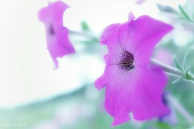 Close-up of pink flower blooming outdoors