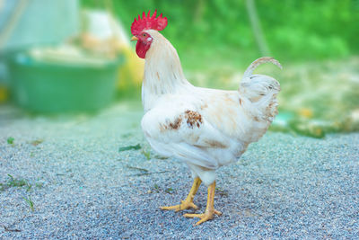 Close-up of a bird on land