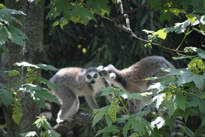 Ducks on tree in forest