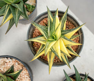 High angle view of succulent plant on table