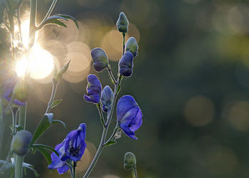 Close-up of purple flowering plant