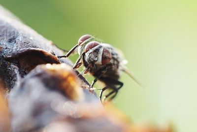 Close-up of fly