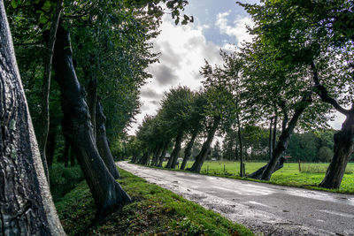 Road amidst trees against sky