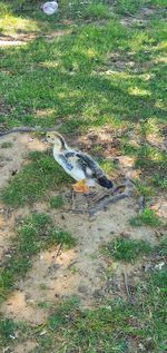 High angle view of bird perching on a field