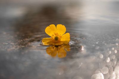 Close-up of yellow flower in water