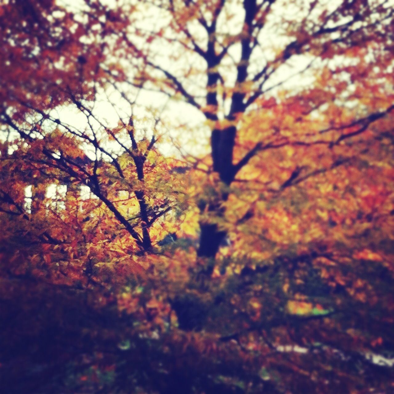 tree, branch, autumn, low angle view, nature, change, season, growth, sky, tree trunk, beauty in nature, tranquility, outdoors, orange color, day, spirituality, selective focus, religion, bare tree, built structure