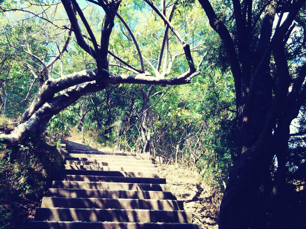 tree, steps, the way forward, growth, railing, staircase, steps and staircases, branch, forest, nature, tranquility, footpath, walkway, built structure, sunlight, plant, day, outdoors, no people, narrow