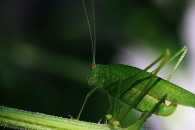 Close-up of insect on plant