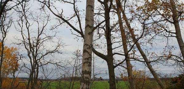 Low angle view of bare trees against sky