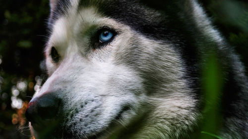Close-up portrait of dog