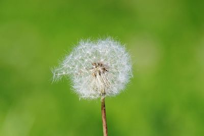 Close-up of dandelion