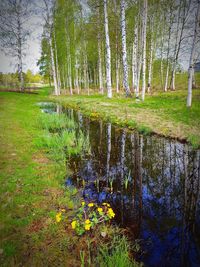 Scenic view of lake in forest