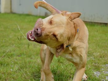 View of a dog on field