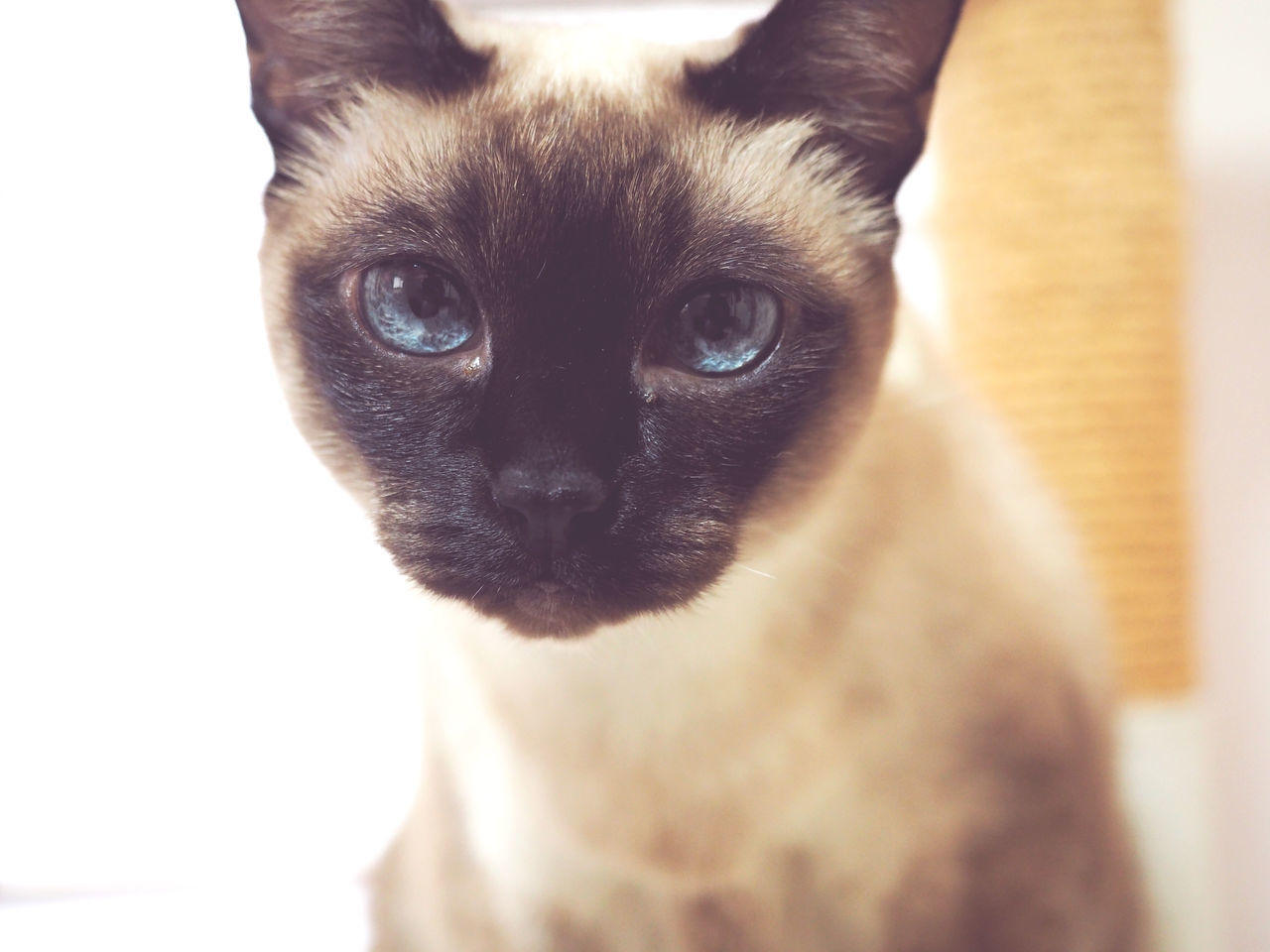 CLOSE-UP OF A CAT