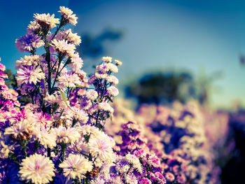 Close-up of pink flowering plant against sky