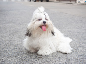 Portrait of funny chubby puppy on concrete. shih tzu dog resting after the walk on hot sunny day.