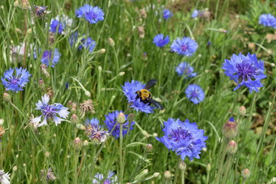 Close-up of bee on purple flowers blooming on field