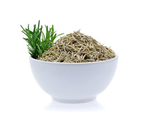 Close-up of potted plant against white background