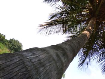 Low angle view of palm trees against clear sky
