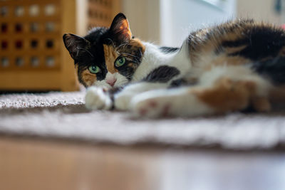 Portrait of cat resting at home